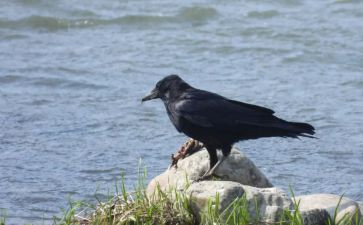 《乌鸦喝水》教案5篇