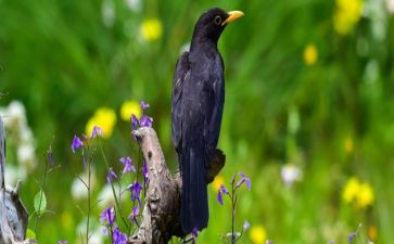 《乌鸦喝水》教案参考8篇