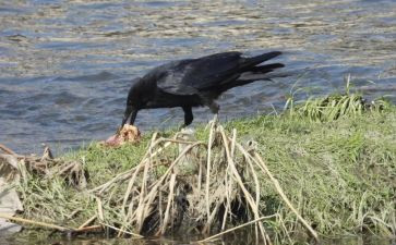 《乌鸦喝水》教案优秀7篇