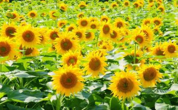 大班向日葵教案6篇