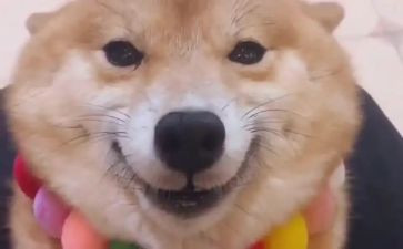 (爱笑)的我作文通用7篇