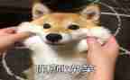 笑对生活800字作文最新8篇