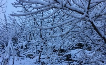 下雪天作文5篇