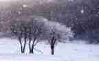 四年级作文下雪了作文8篇