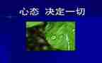 讲心态的演讲稿7篇