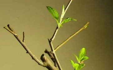 又见新芽吐枝头作文8篇