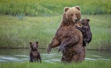 体育熊来了教案优秀5篇