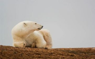 中班体育熊来了教案反思6篇