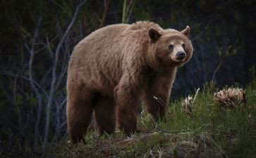 体育熊来了教案模板5篇