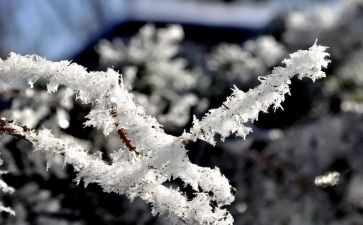 关于雪的演讲稿800字模板8篇