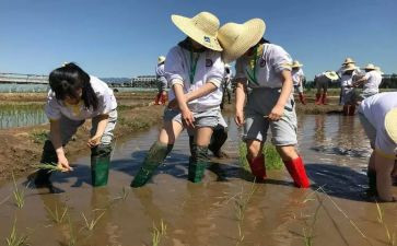 小学农村教师述职报告范文8篇