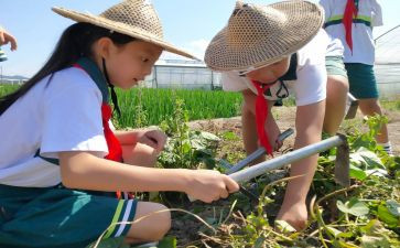 小学农村学校工作总结参考6篇