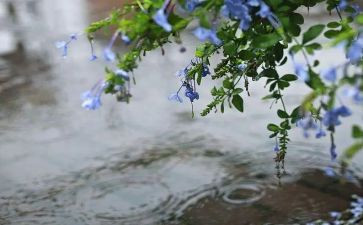 雨后的我作文最新7篇