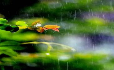 大雨小雨教案参考5篇