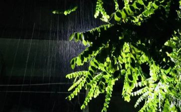 大班音乐小蚂蚁避雨教案5篇