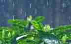 雨的功能作文6篇
