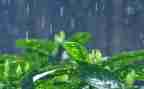 春天的雨中班教案模板5篇