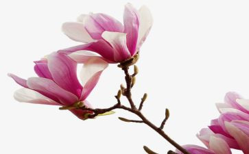 玉兰花作文300字6篇