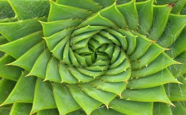 写有关植物的作文7篇