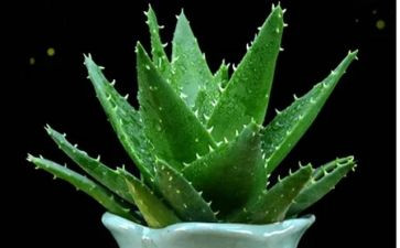 读植物作文7篇