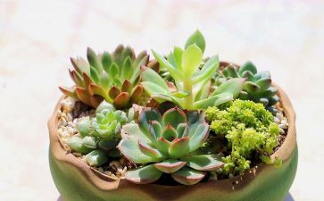 校园植物调查报告6篇