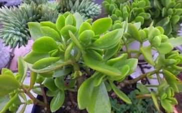 去植物园心得体会7篇