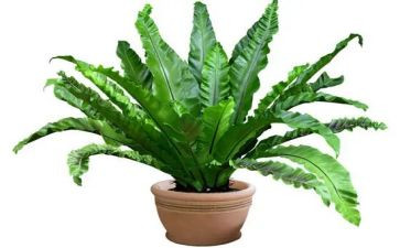我的植物作文优秀作文优质5篇