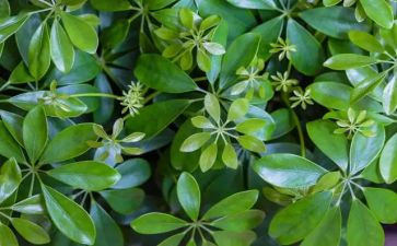 我的植物作文优秀作文5篇