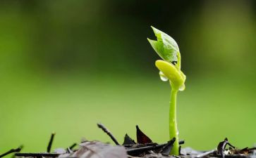 爱的种子作文5篇