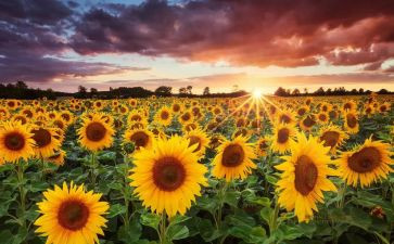 有关追求的作文5篇