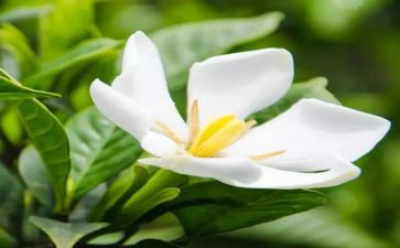 栀子花写作文5篇