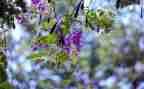 写紫藤的作文7篇