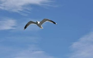 自由的读后感最新6篇